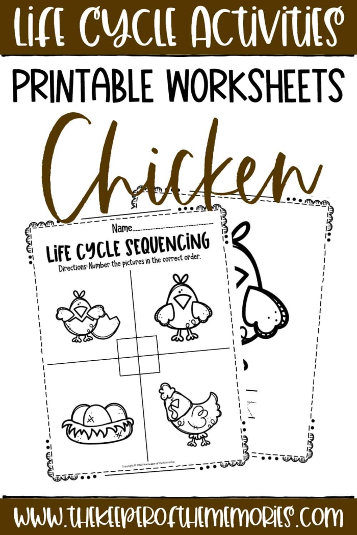 Illustration of a chicken life cycle worksheet for first graders focusing on learning and coloring