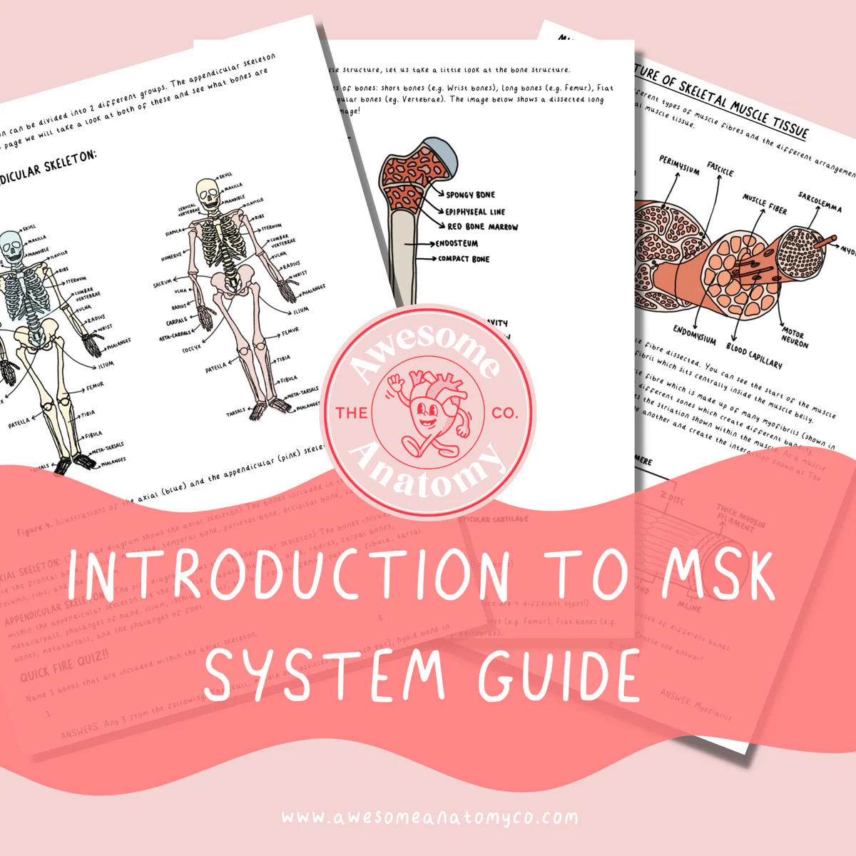 Worksheet illustrating the heart's function in the circulatory system for fifth graders