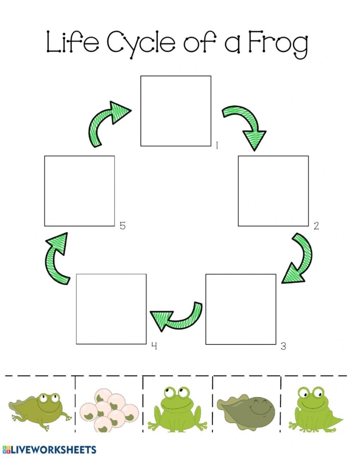 Frog life cycle coloring worksheet for first graders to explore and learn