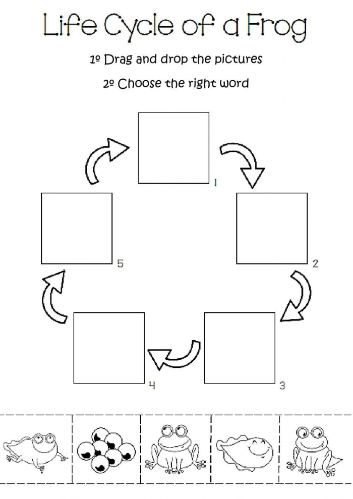 Coloring worksheet illustrating the life cycle stages of a frog for first graders