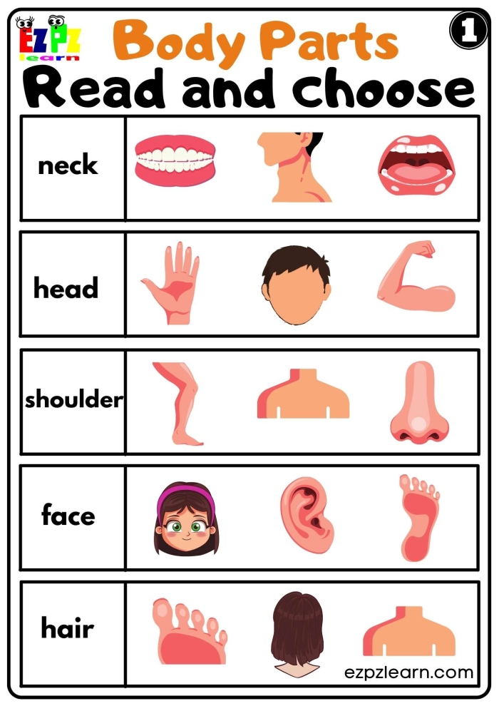 Interactive body parts worksheet for young learners in kindergarten Colorful worksheet for kindergarteners to learn human body parts