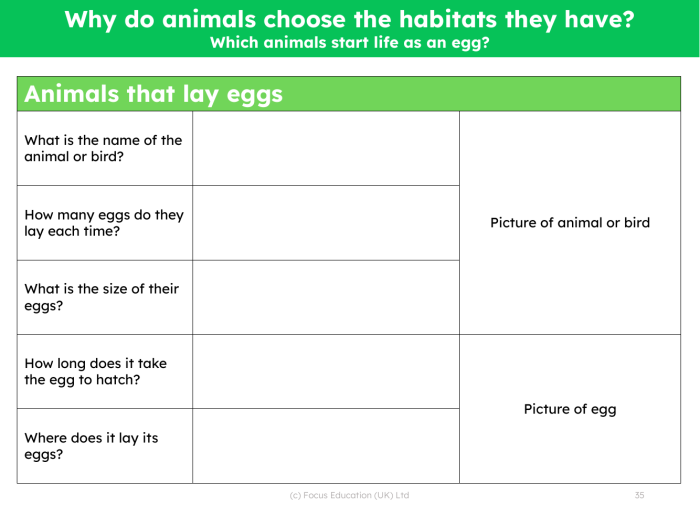 Engaging activity sheet to help kids learn about egg-laying animals Colorful worksheet featuring animals that hatch from eggs for kindergarten students