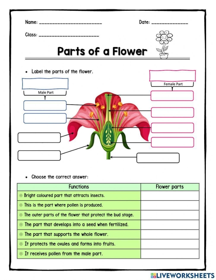 Engaging flower knowledge worksheet for Pre-K students to explore and fill in flower anatomy Colorful Complete a Flower Fill-In! worksheet designed for preschoolers to learn about flower parts