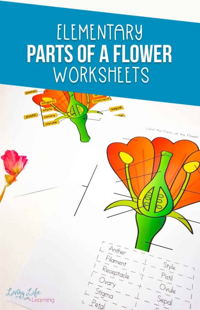 Engaging activity sheet for young learners to test their flower knowledge Colorful flower fill-in worksheet for preschoolers exploring parts of a flower