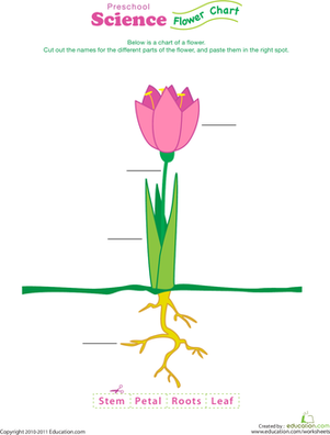Complete a Flower Fill-In! worksheet for young learners in physical science Colorful flower fill-in worksheet for preschoolers to learn about flower parts