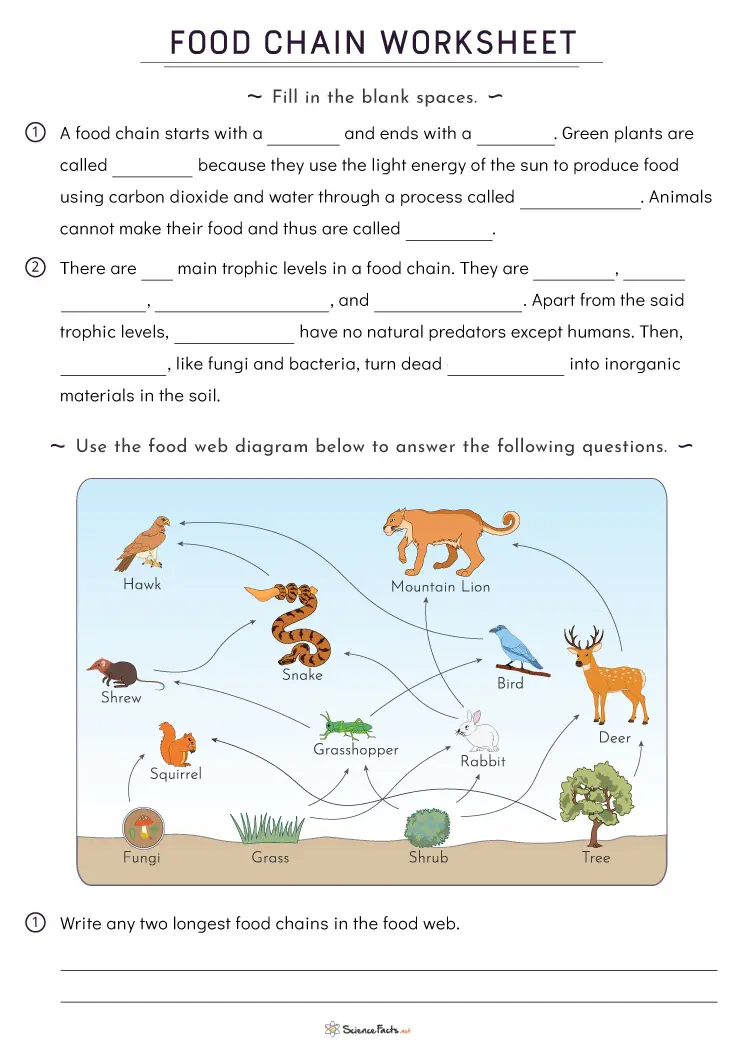Colorful worksheet for fourth graders focusing on food chains and their components