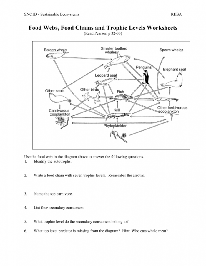 Introduction to Food Webs Activity Sheet 9 Colorful worksheet on food webs for fourth graders