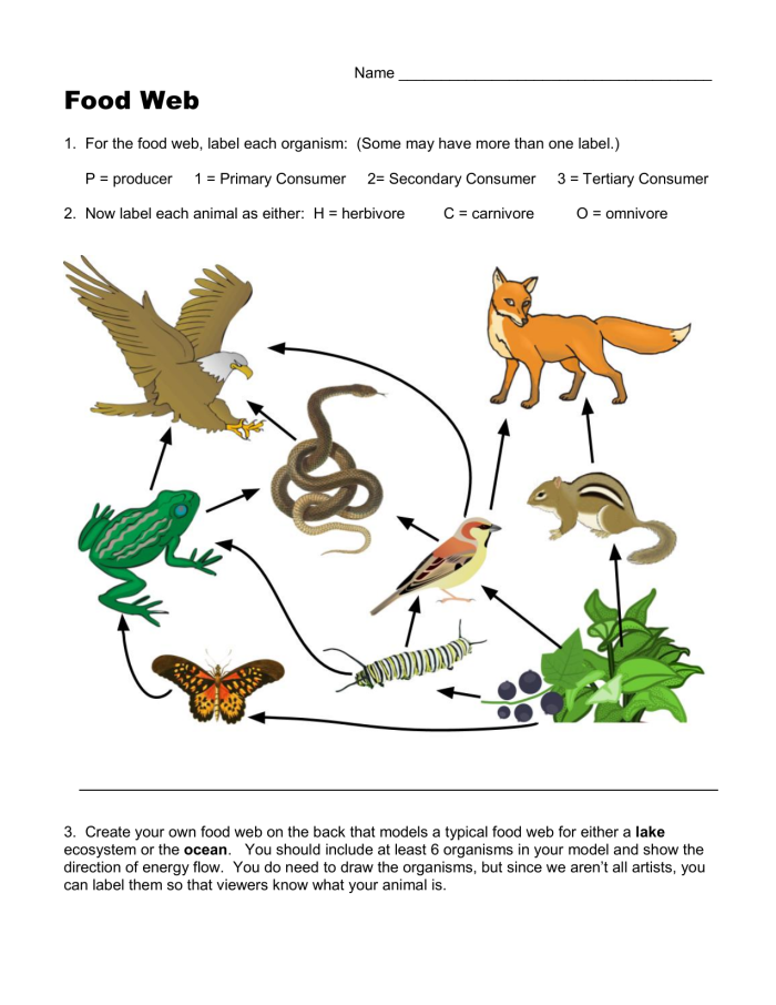 Introduction to Food Webs educational packet for young learners Colorful worksheet illustrating food webs for fourth-grade students