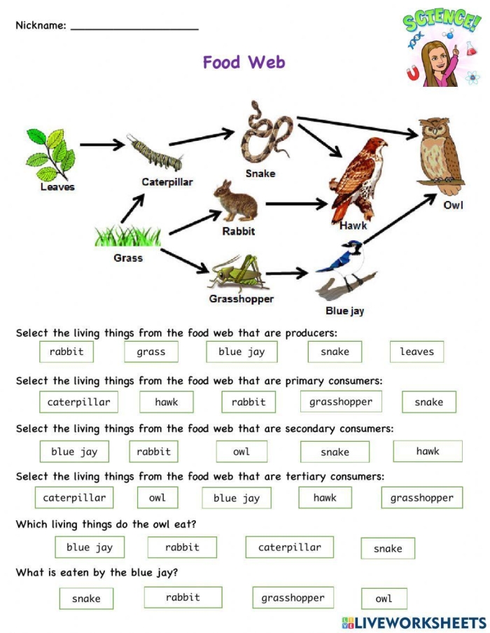 Introduction to Food Webs Worksheet for Fourth Grade Students Colorful worksheet for fourth graders on the topic of food webs in life science