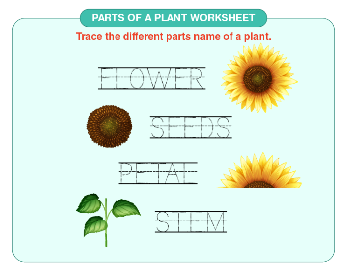 Colorful worksheet for first graders to identify parts of a plant using a word bank
