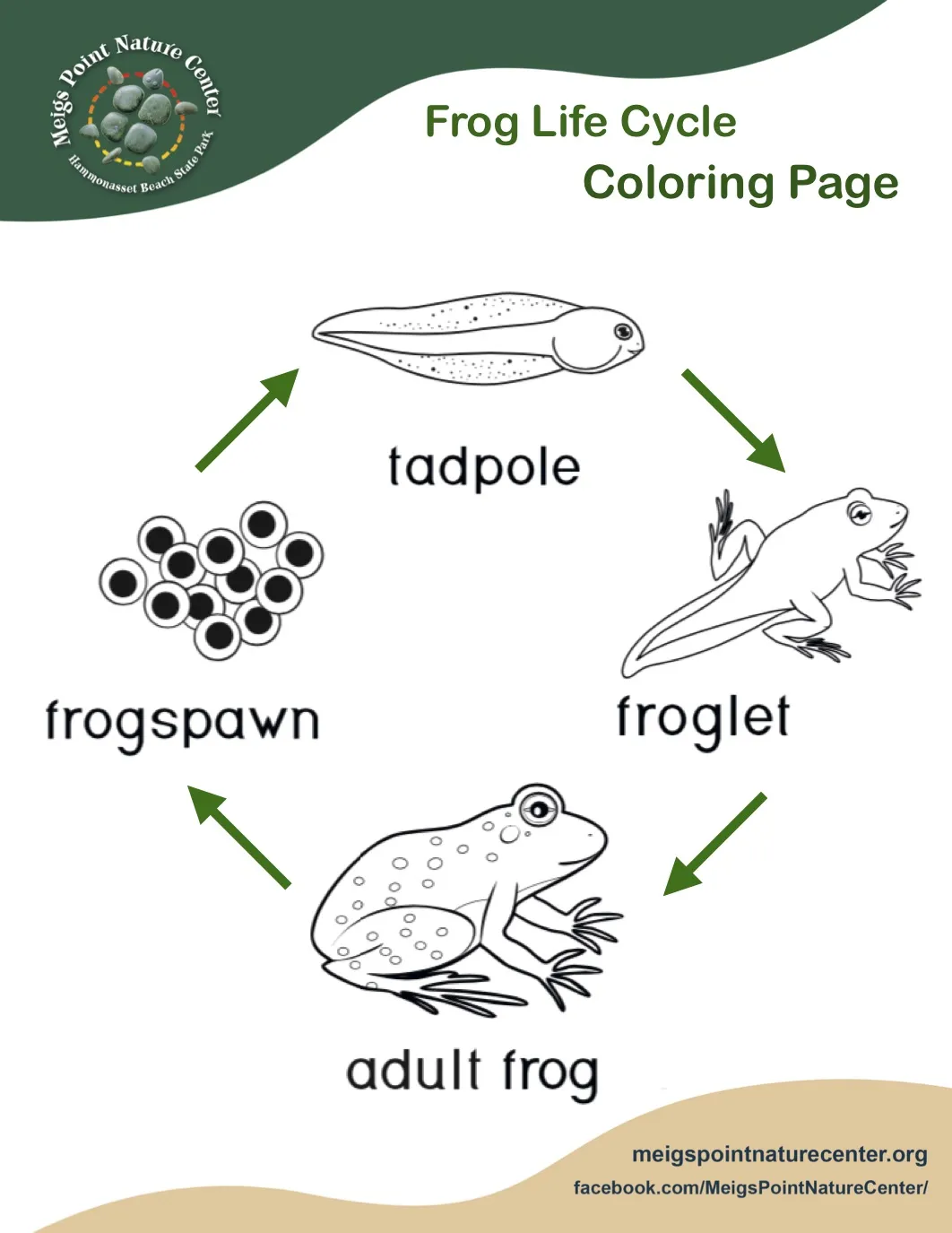 Coloring sheet depicting the life cycle stages of a frog for first graders