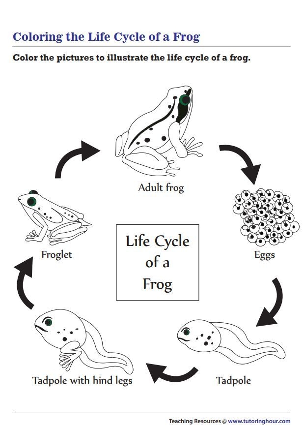 Coloring worksheet showing the life cycle stages of a frog for first graders