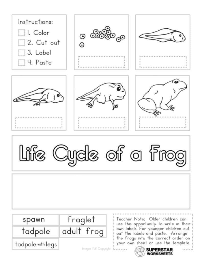 Coloring worksheet showcasing the life cycle stages of a frog for first graders