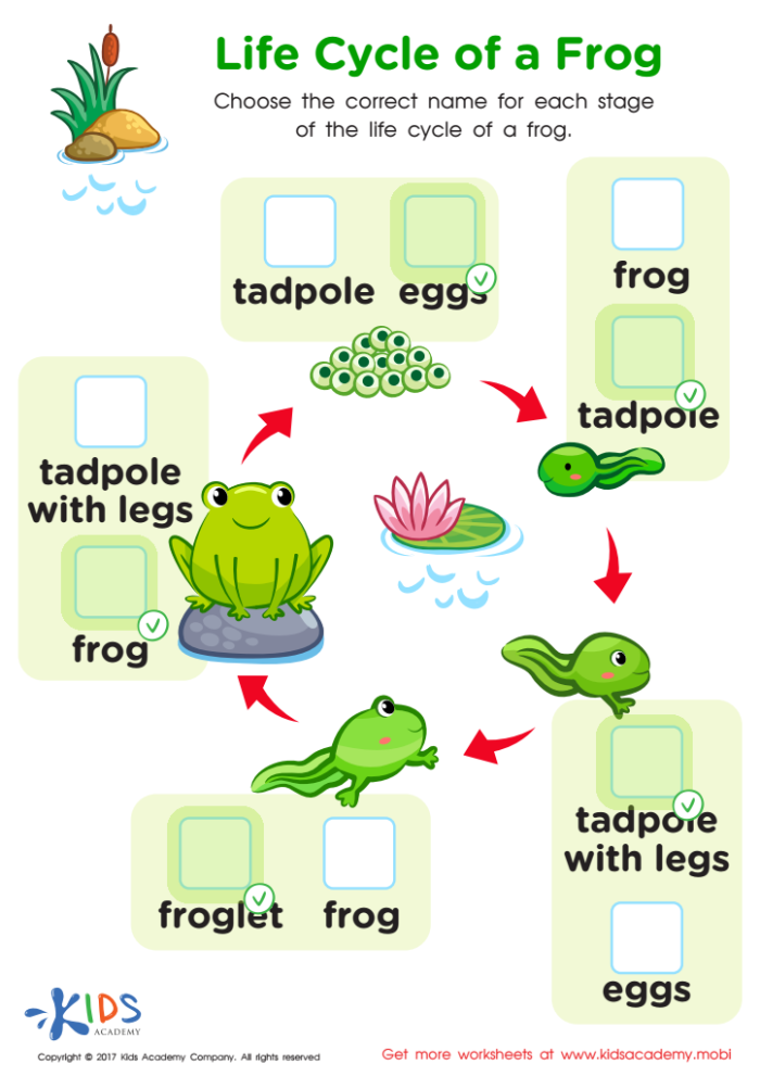 Coloring worksheet illustrating the life cycle stages of a frog for first graders