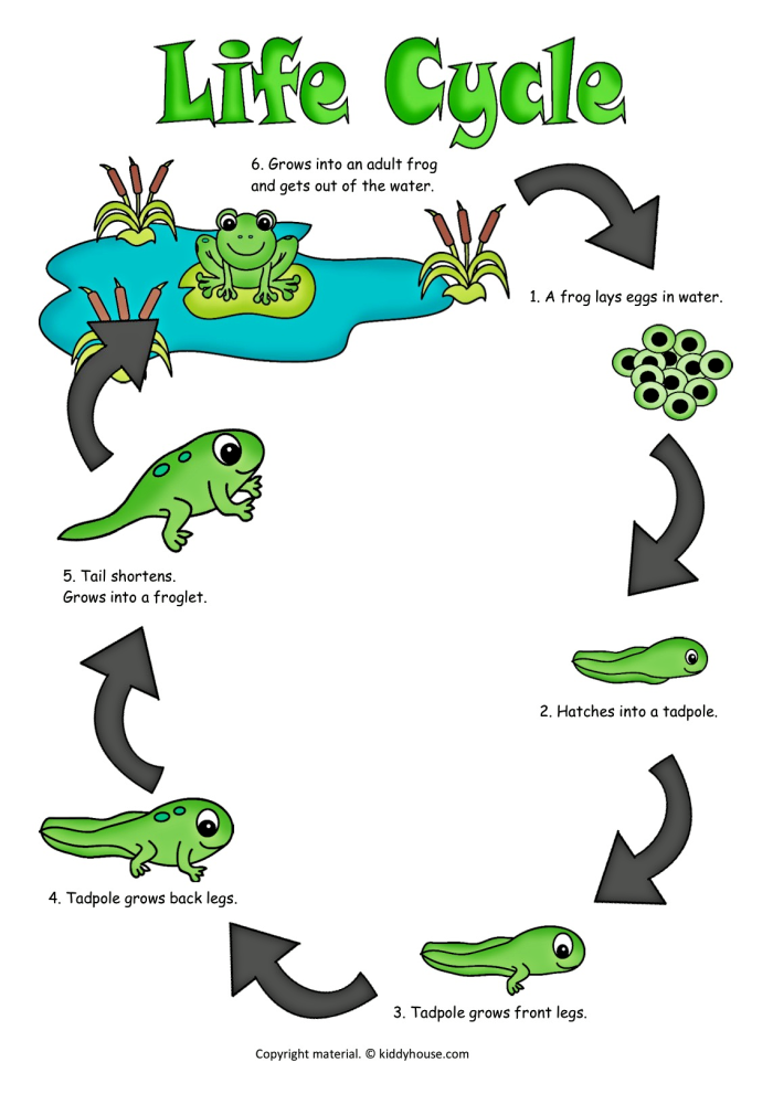 Coloring worksheet depicting the life cycle stages of a frog for first graders