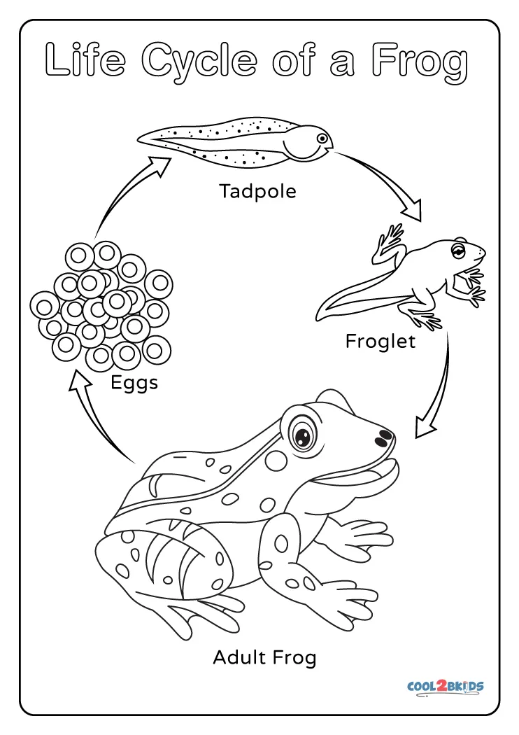 Coloring worksheet depicting the life cycle stages of a frog for first graders