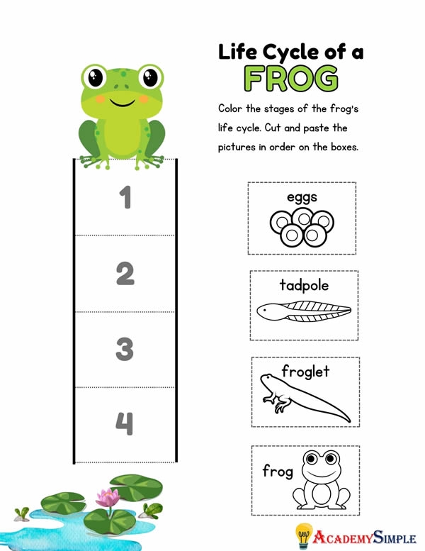 Coloring worksheet illustrating the life cycle stages of a frog for first graders