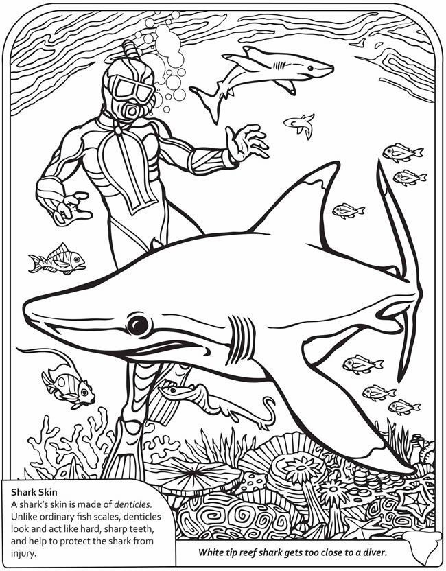 Coloring page featuring a friendly great white shark for preschoolers to paint