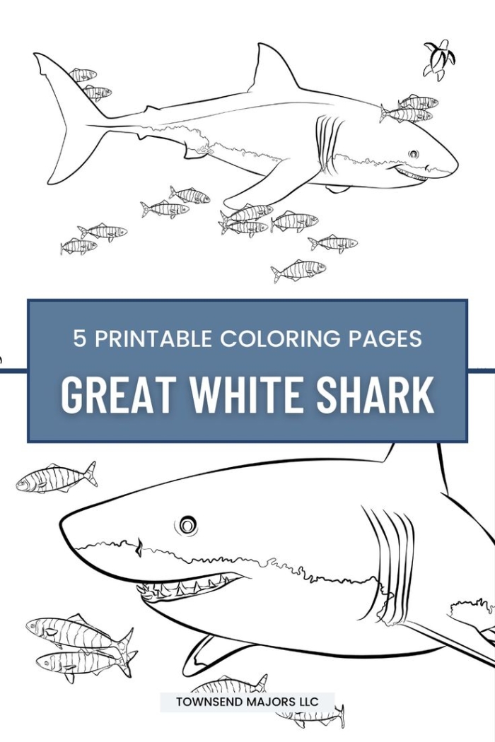 Coloring page of a great white shark for kids to color and learn about marine life