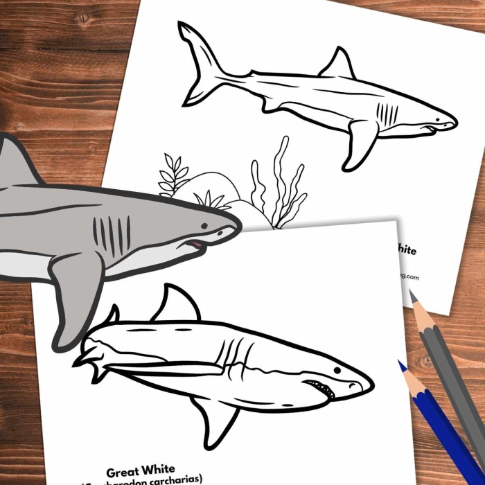 Coloring page of a great white shark designed for young children interested in ocean life