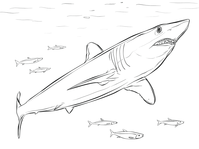 Color the Mako Shark educational worksheet for Pre-K students Coloring worksheet featuring a mako shark for young children to enjoy