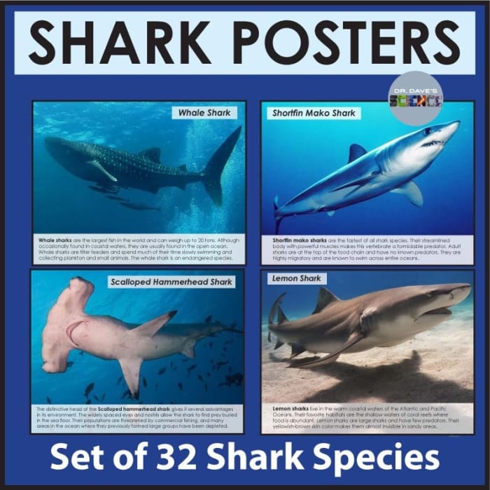 Color the Mako Shark worksheet for Pre-K students number three Printable coloring page featuring a mako shark for preschool life science activities