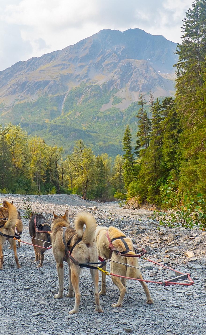 A playful dog enjoying a day at the pool, ready for kids to color. Color the Dog in the Pool worksheet for Pre-K time and money activities.