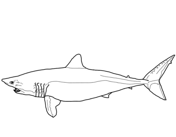 Mako Shark Coloring Activity for Pre-K Students Number 9 A preschooler coloring sheet featuring a friendly mako shark illustration for life science learning