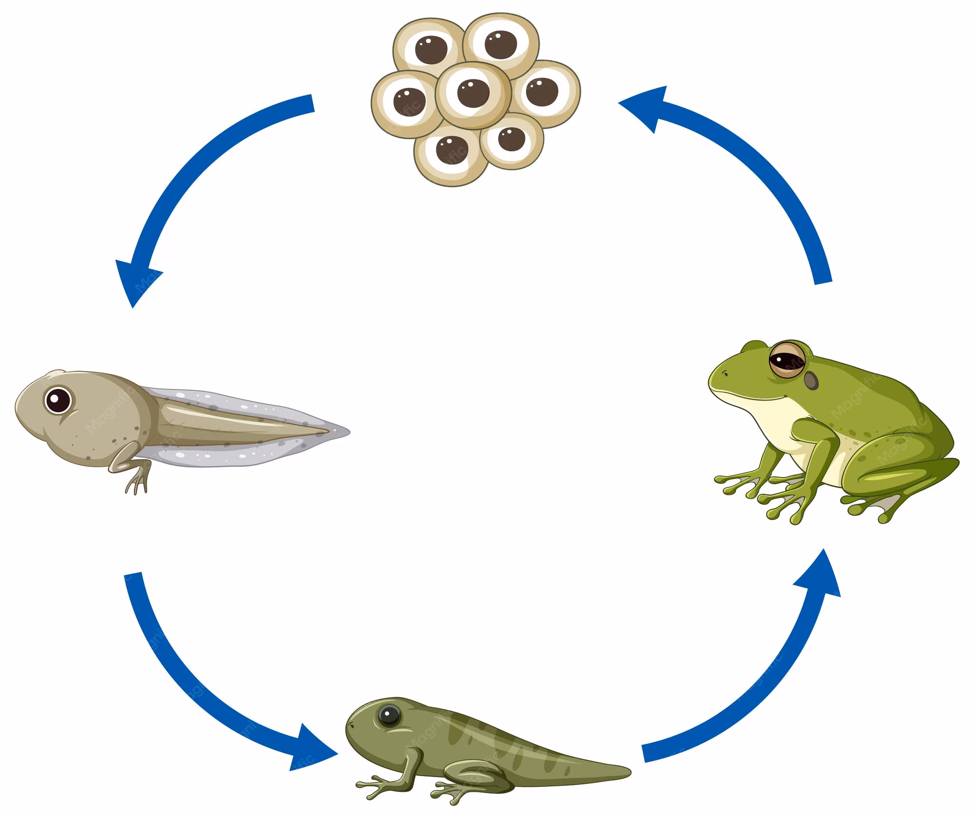 Coloring worksheet depicting the life cycle stages of a frog for first graders
