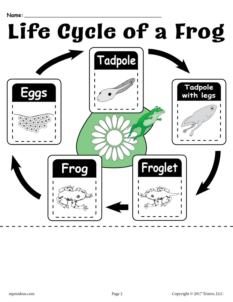 ALT text for a first-grade worksheet featuring a frog's life cycle coloring activity