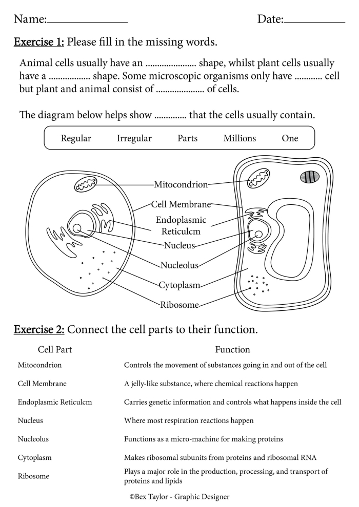 Animal and Plant Cells worksheet for Life Science