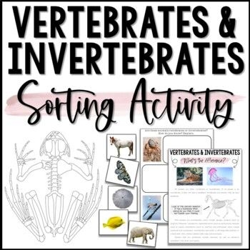 Worksheet featuring a compare and contrast activity on vertebrates and invertebrates for third graders