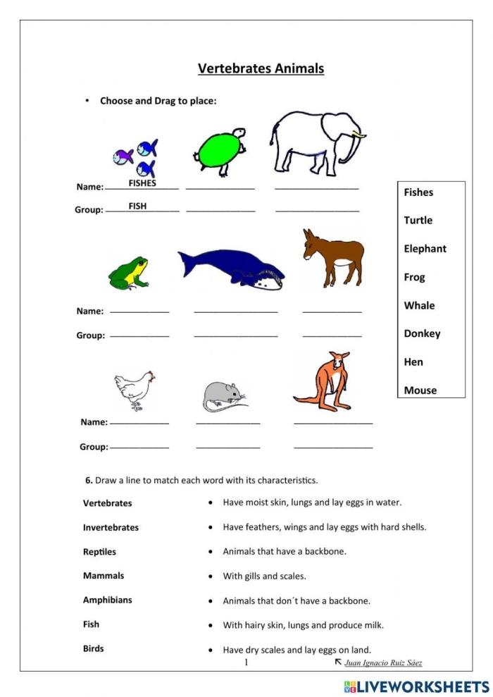 Worksheet showcasing the comparison and contrast of vertebrates and invertebrates for third graders