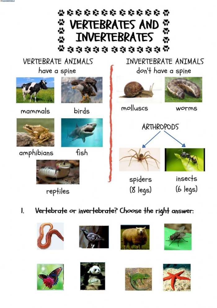 Worksheet illustrating the comparison and contrast of vertebrates and invertebrates for third graders