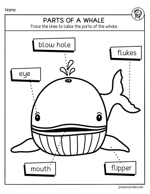 Worksheet for comparing and contrasting whales using a Venn diagram for third graders