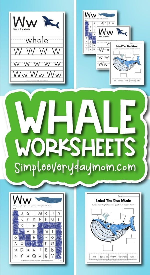 Worksheet for comparing and contrasting whales using a Venn diagram for third graders