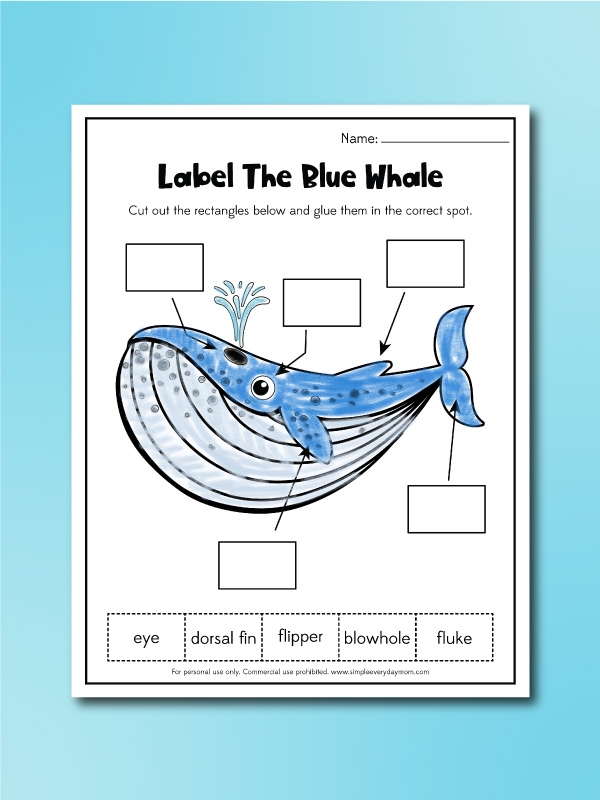 Worksheet for comparing and contrasting whales using a Venn diagram for third graders