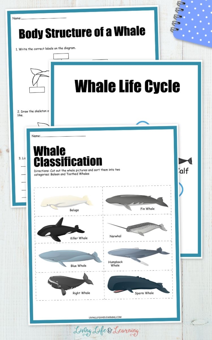 Worksheet featuring a Venn diagram for comparing and contrasting whales in a third-grade fractions lesson