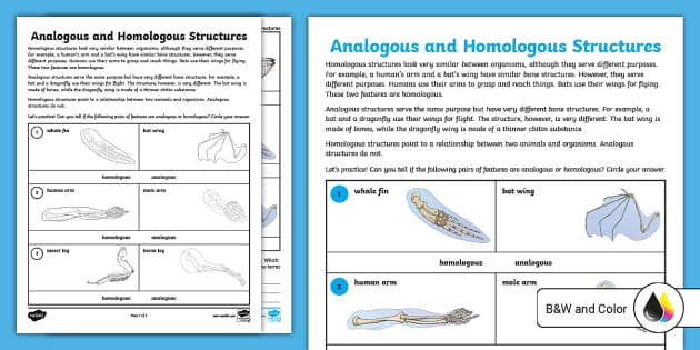 Diagram showing analogous and homologous bone structures in animal limbs for comparing evolutionary relationships