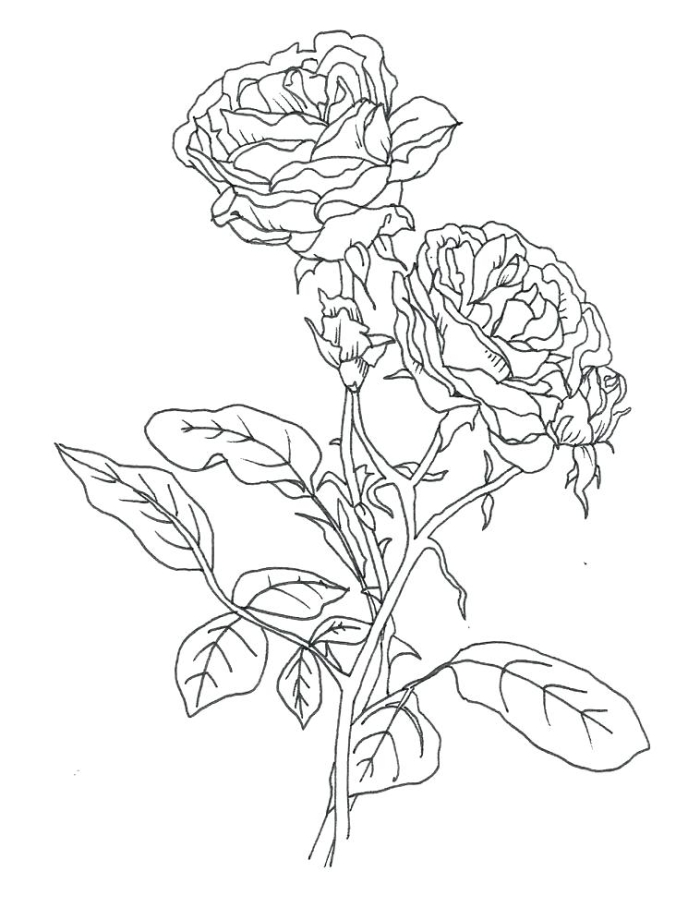 Compass rose coloring page worksheet for teaching compass directions to second graders