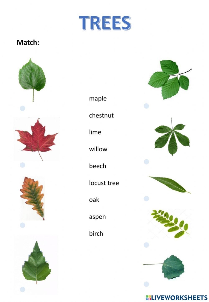 Engaging counting activity for young learners about trees Colorful worksheet featuring trees for counting practice