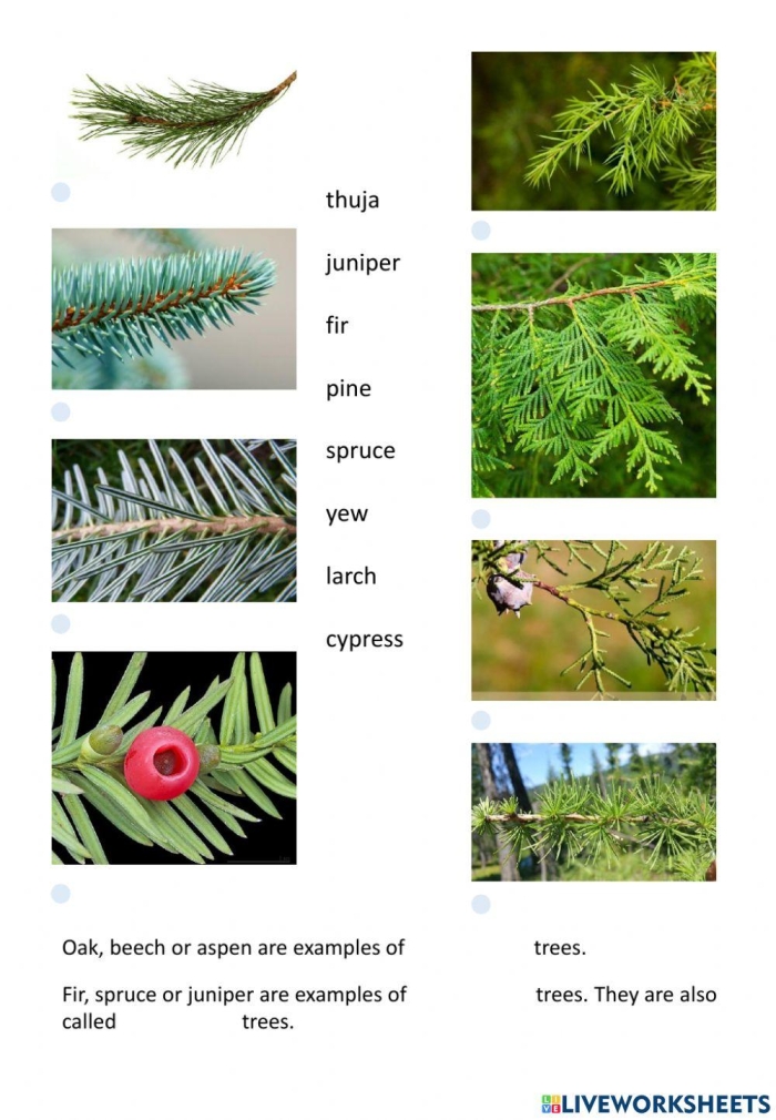 Engaging "How Many Trees Are There?" counting activity for early learners Colorful worksheet for counting trees and practicing addition skills for Pre-K kids