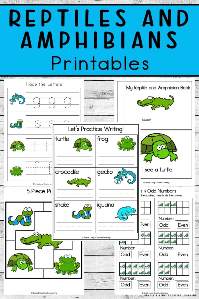Critter Classification: Amphibians activity for first grade students Colorful worksheet guiding first graders to identify amphibians by their traits