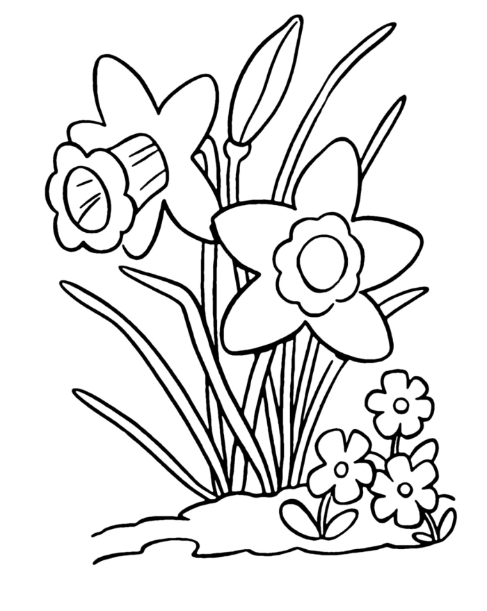 Color a Daffodil worksheet for first grade science and math practice 11 First grade student worksheet featuring a daffodil diagram to color and label for spring learning
