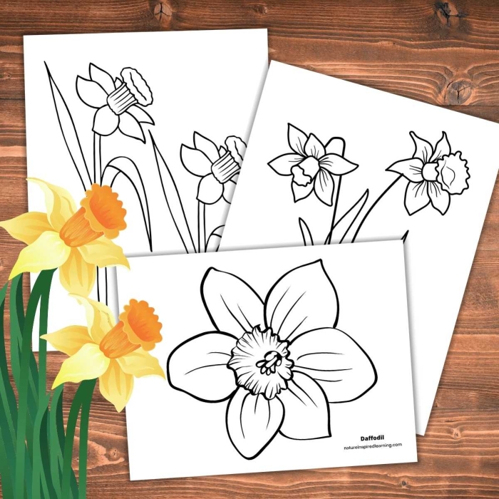 Daffodil Flower Coloring Activity for Young Learners with Botanical Diagram First grade students color a yellow daffodil flower with labeled parts including petals, stem, and leaves on a spring-themed worksheet