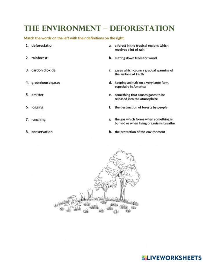 Human Impact Deforestation Worksheet 18 Sixth grade life science worksheet graphic organizer illustrating the environmental effects of deforestation
