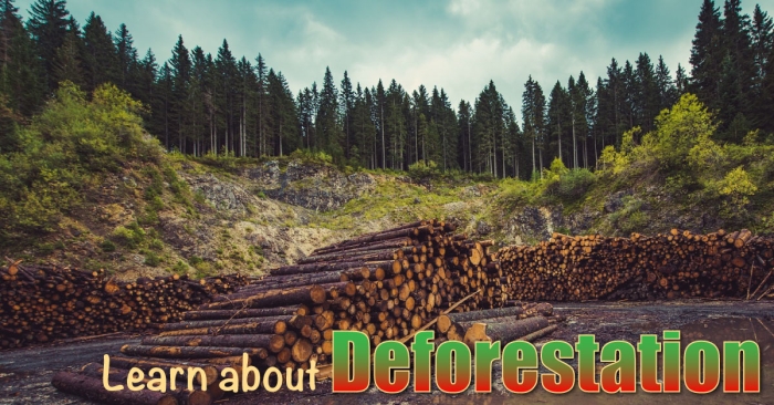 Worksheet on human impact focusing on deforestation for sixth grade life science students Graphic organizer illustrating the causes and effects of deforestation on the environment