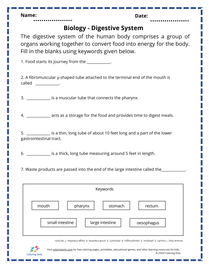 Fifth grade student completing an Inside-Out Anatomy worksheet about the digestive system for image 22