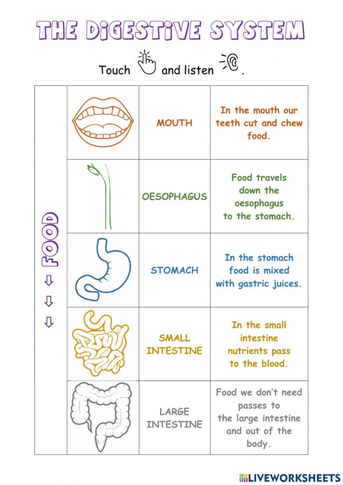 Fifth grade student worksheet diagram showing the human digestive system organs and their functions labeled for anatomy education