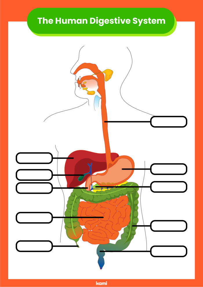 Fifth grade digestive system anatomy diagram showing organs and their functions for learning about human digestion
